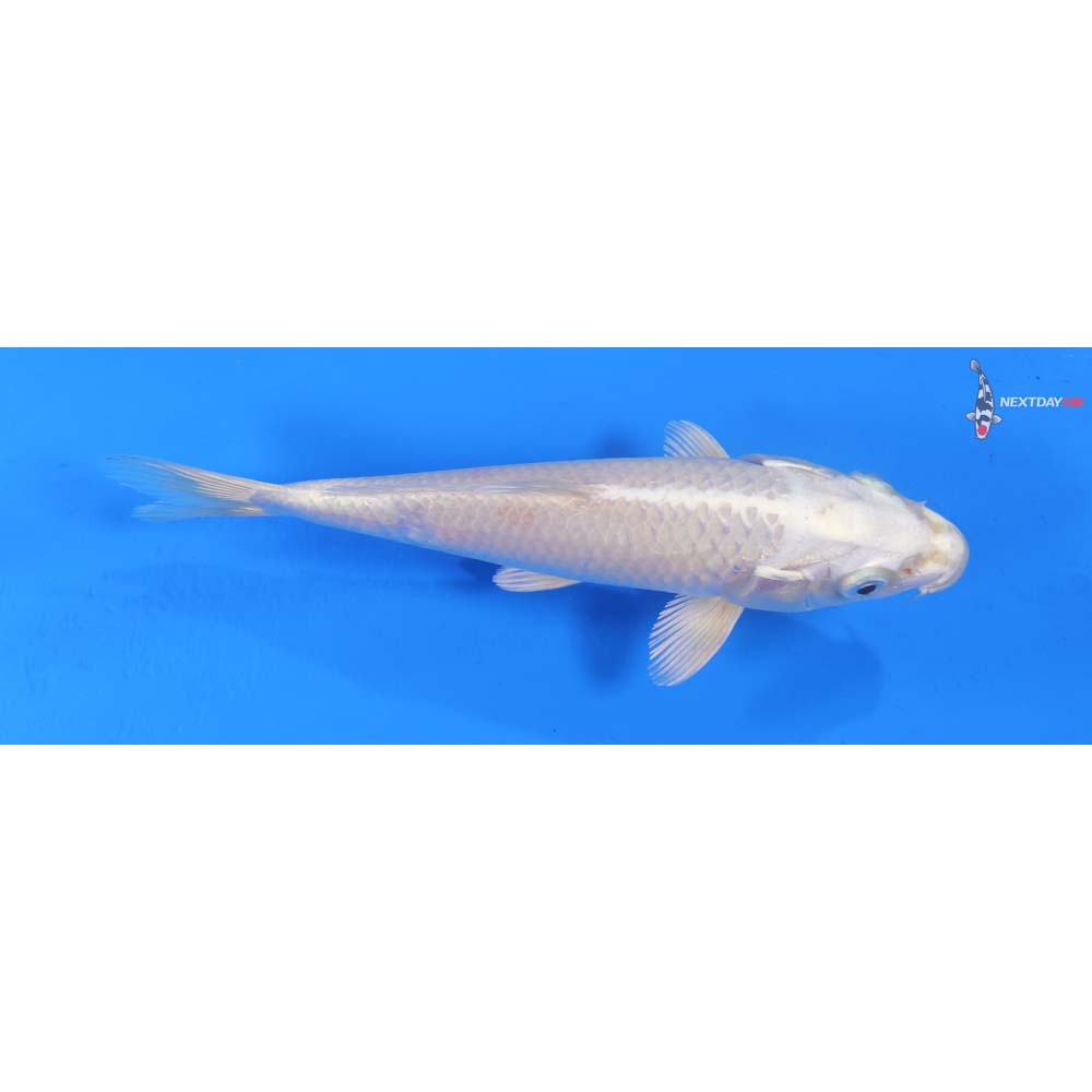 7” Imported Platinum Ogon