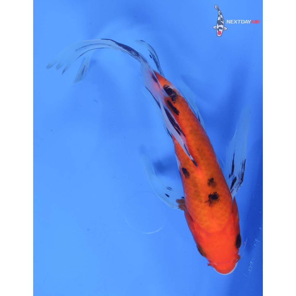 7.5” Imported Sanke Butterfly Koi