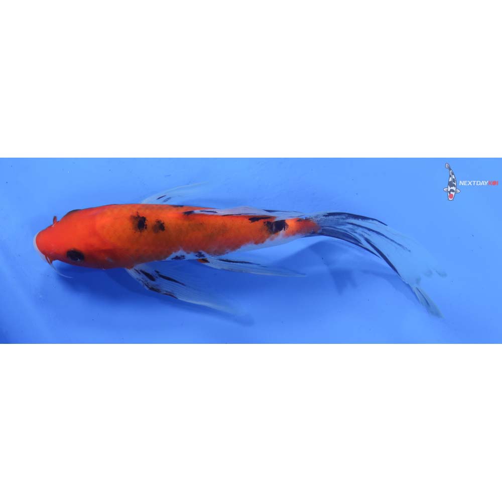 7.5” Imported Sanke Butterfly Koi