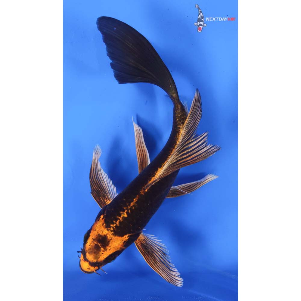 7.5” Imported Orenji Matsuba Butterfly Koi