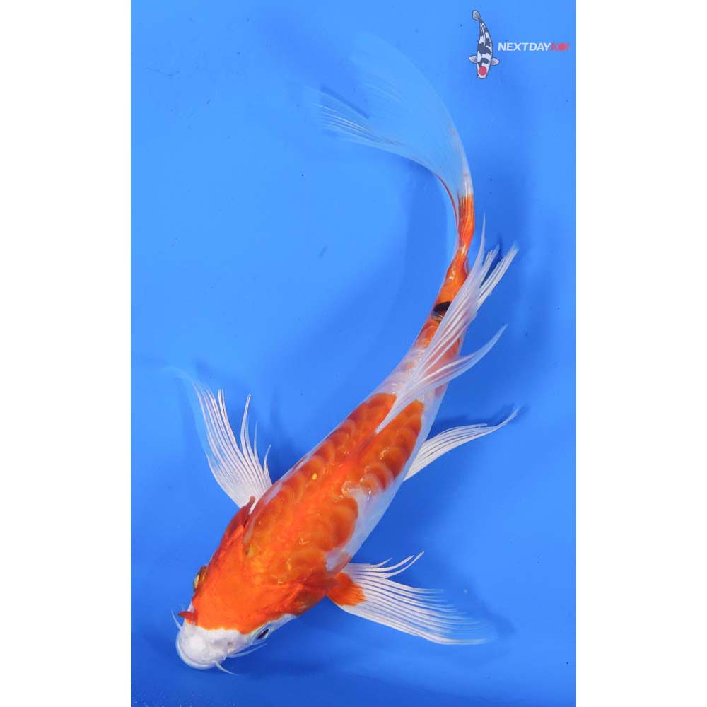 7.5” Imported Heisei Nishiki Butterfly Koi