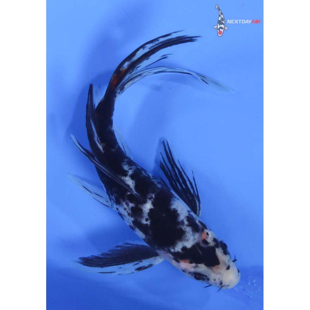 7” Imported Sanke Butterfly Koi