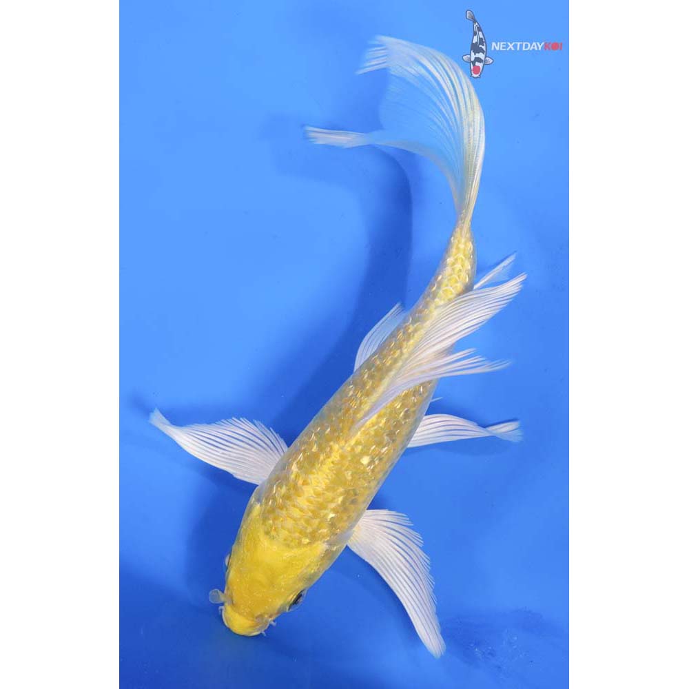 7” Imported Gin Rin Yamabuki Ogon Butterfly Koi