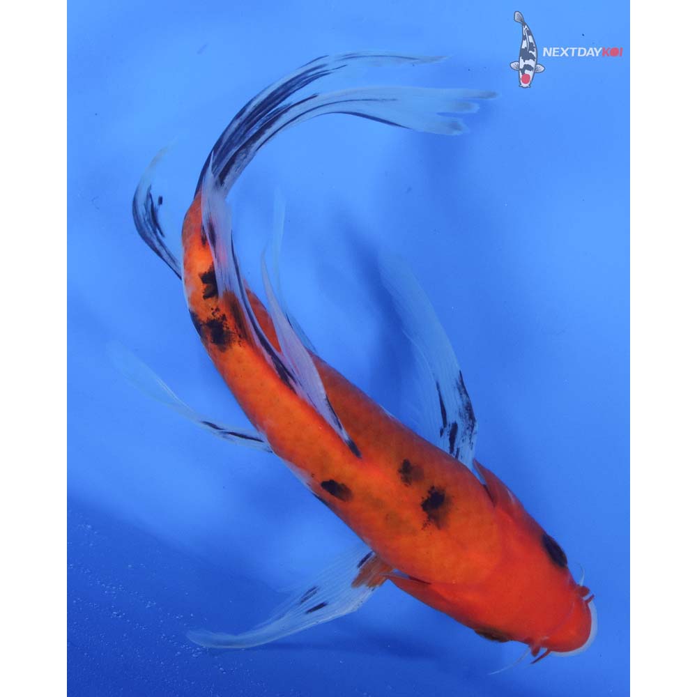 7.5” Imported Sanke Butterfly Koi