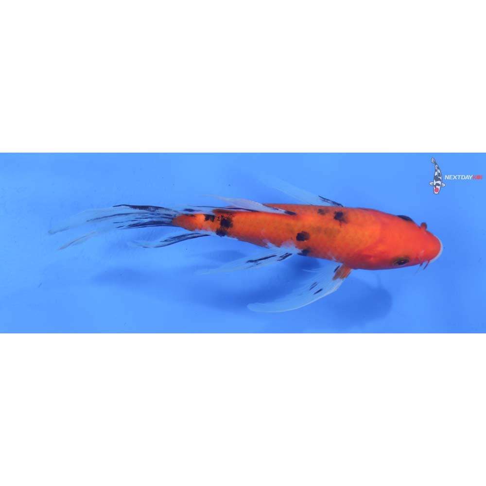 7.5” Imported Sanke Butterfly Koi