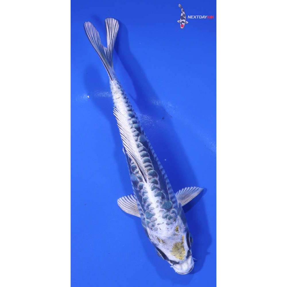 6” Imported Kin Kikokuryu