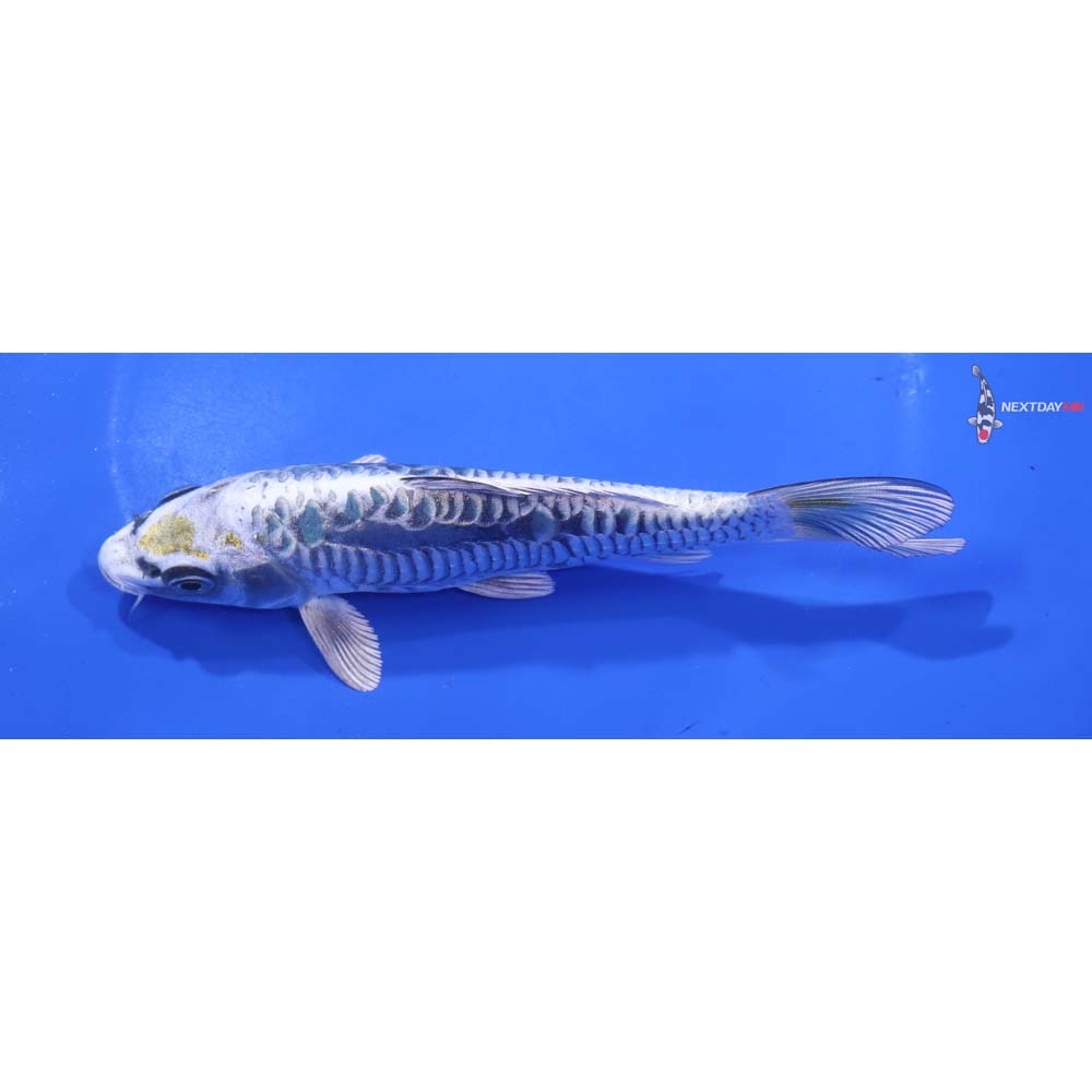 6” Imported Kin Kikokuryu