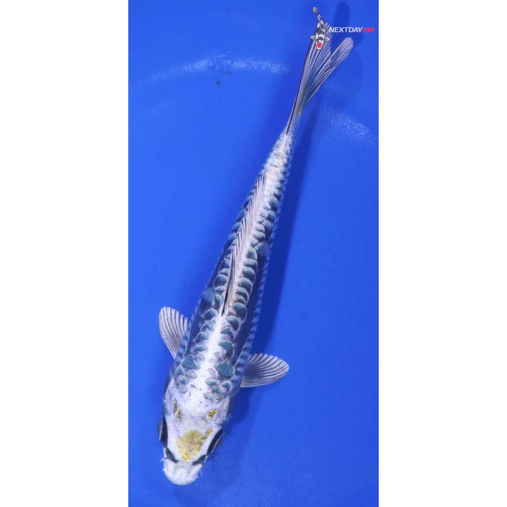 6” Imported Kin Kikokuryu