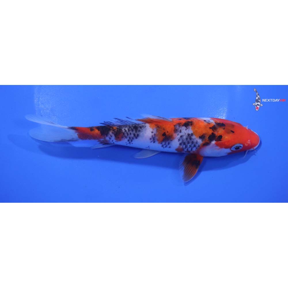 6.5” Imported Sanke