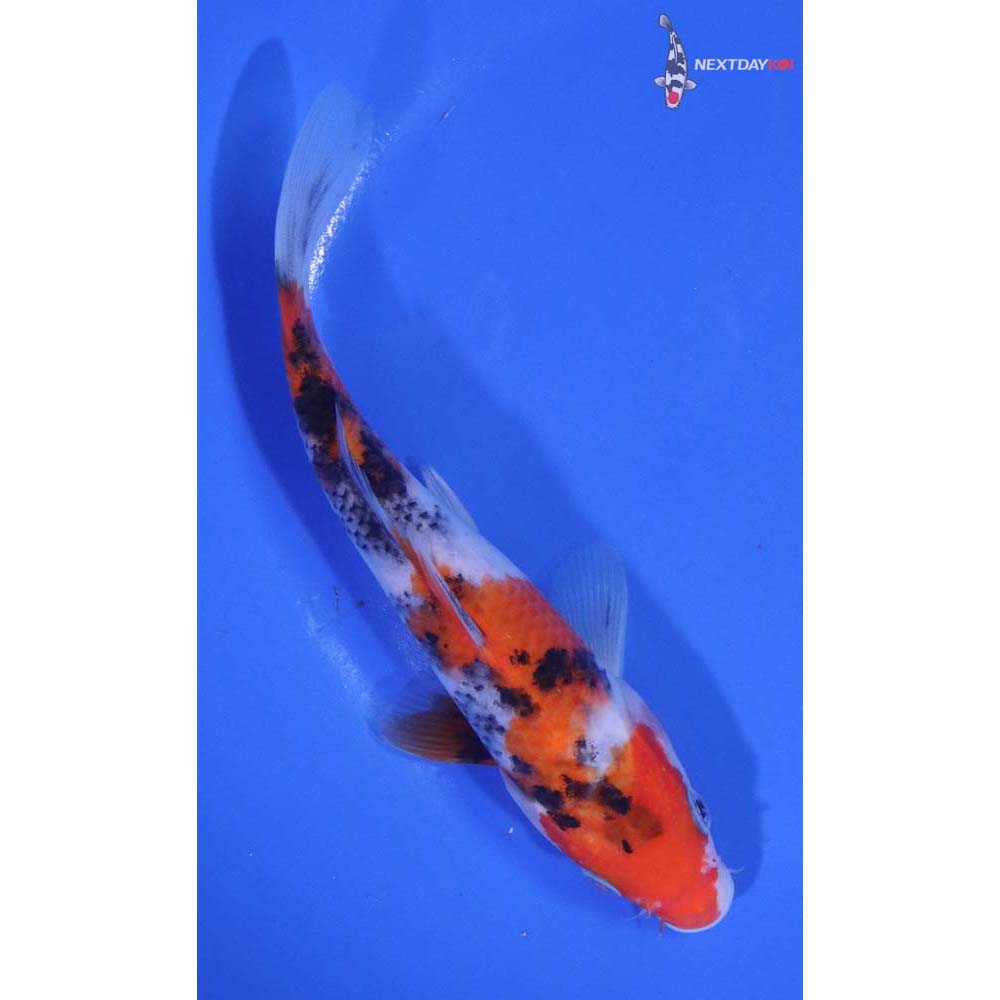 6.5” Imported Sanke