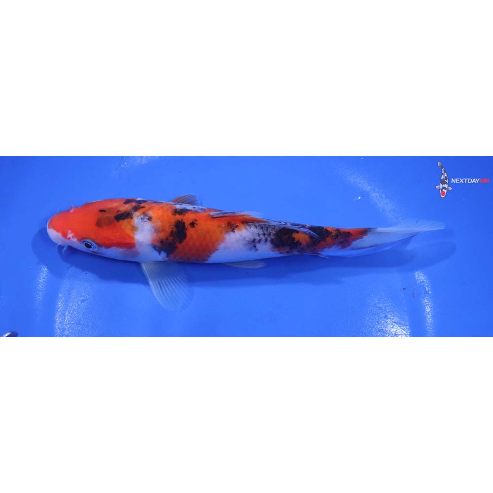 6.5” Imported Sanke