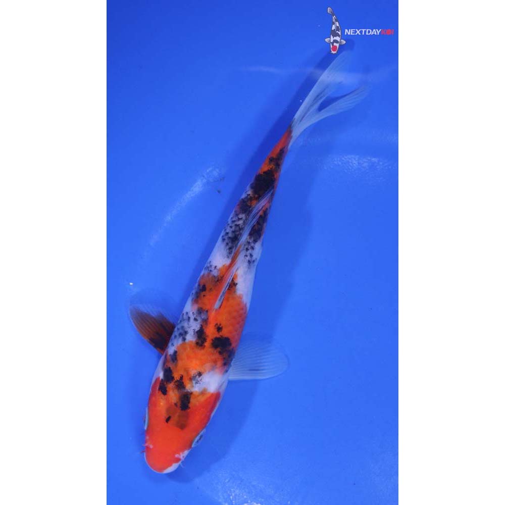 6.5” Imported Sanke