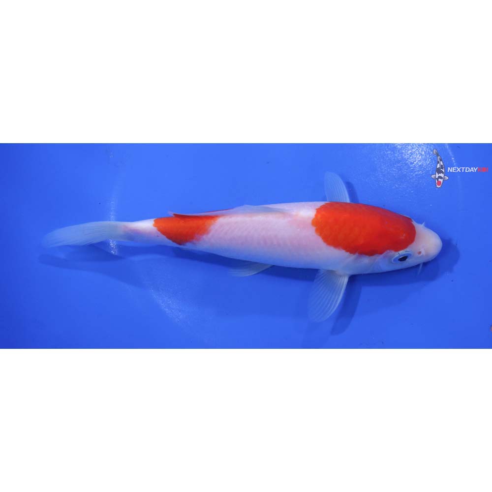 6.5” Imported Kohaku