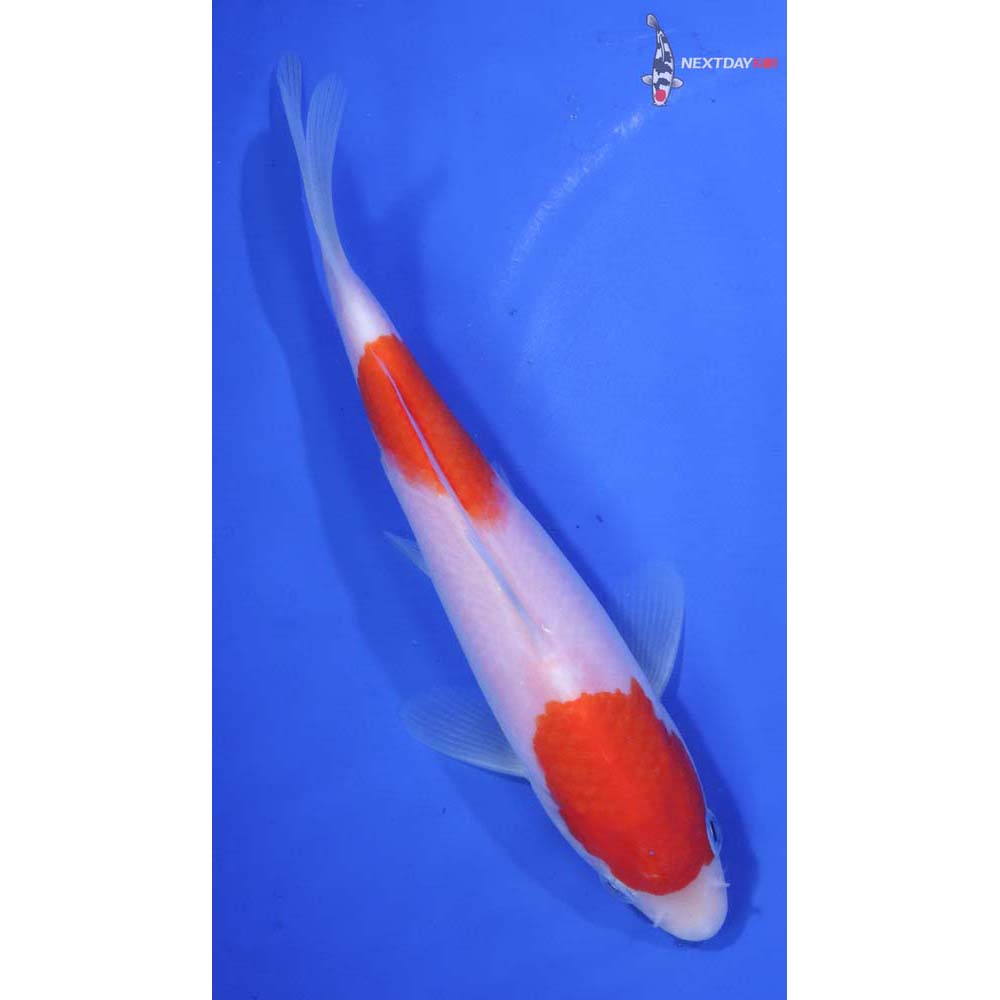 6.5” Imported Kohaku