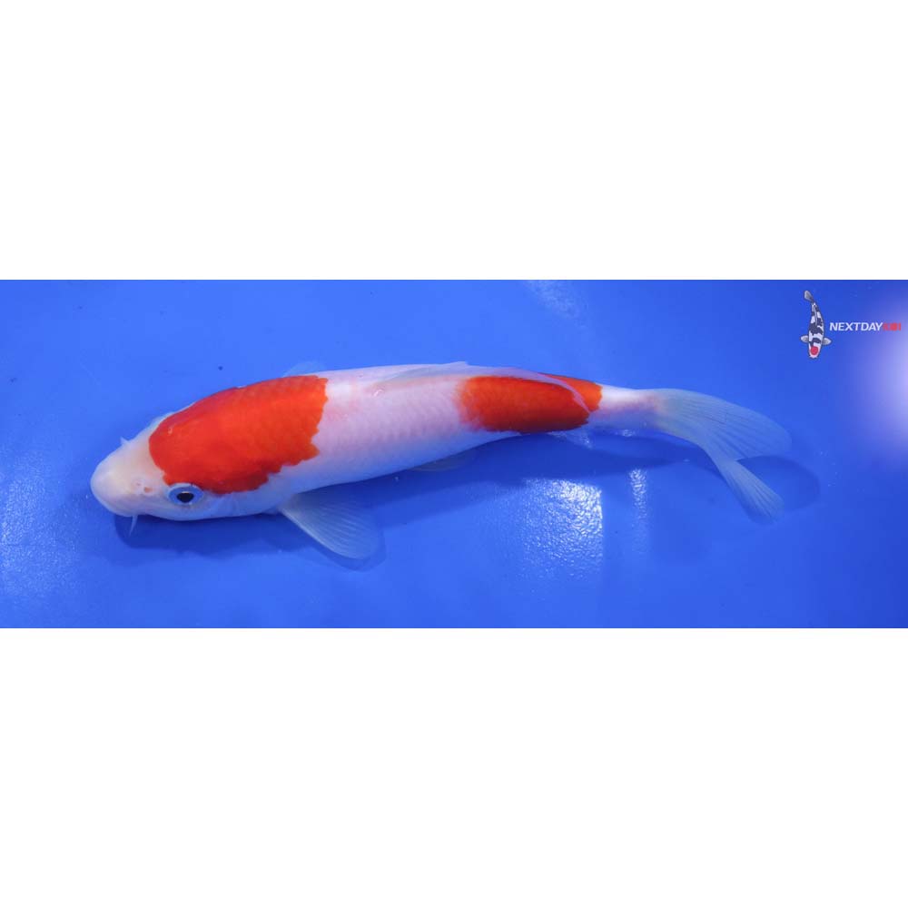 6.5” Imported Kohaku