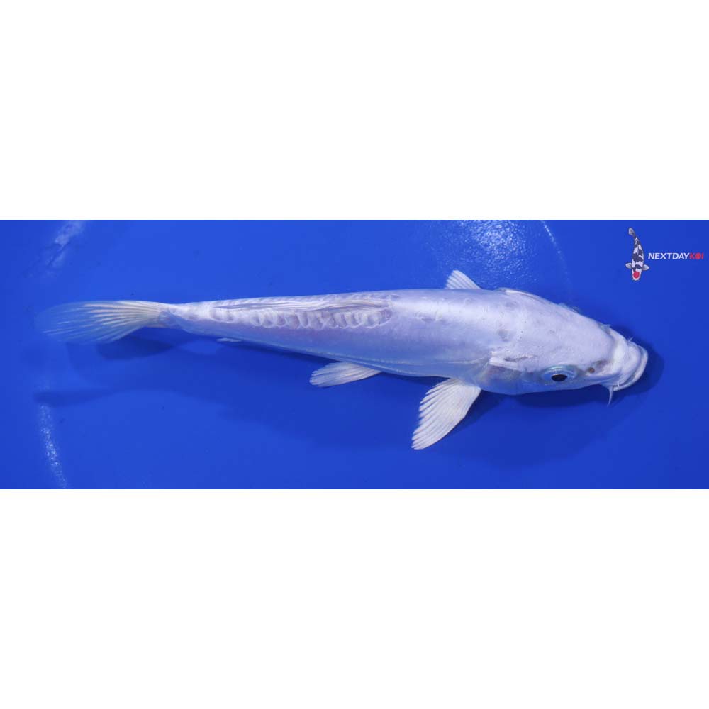 6.5” Imported Doitsu Platinum Ogon