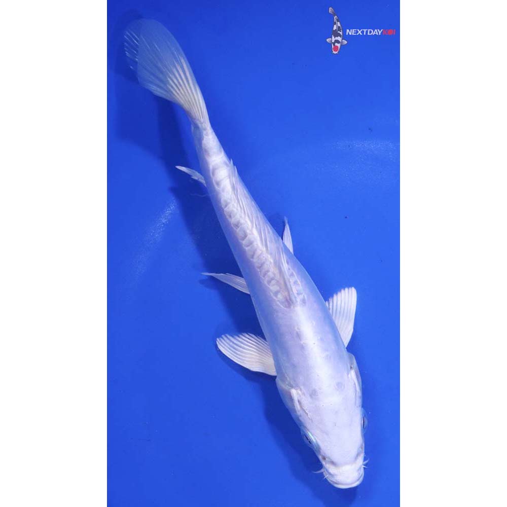 6.5” Imported Doitsu Platinum Ogon