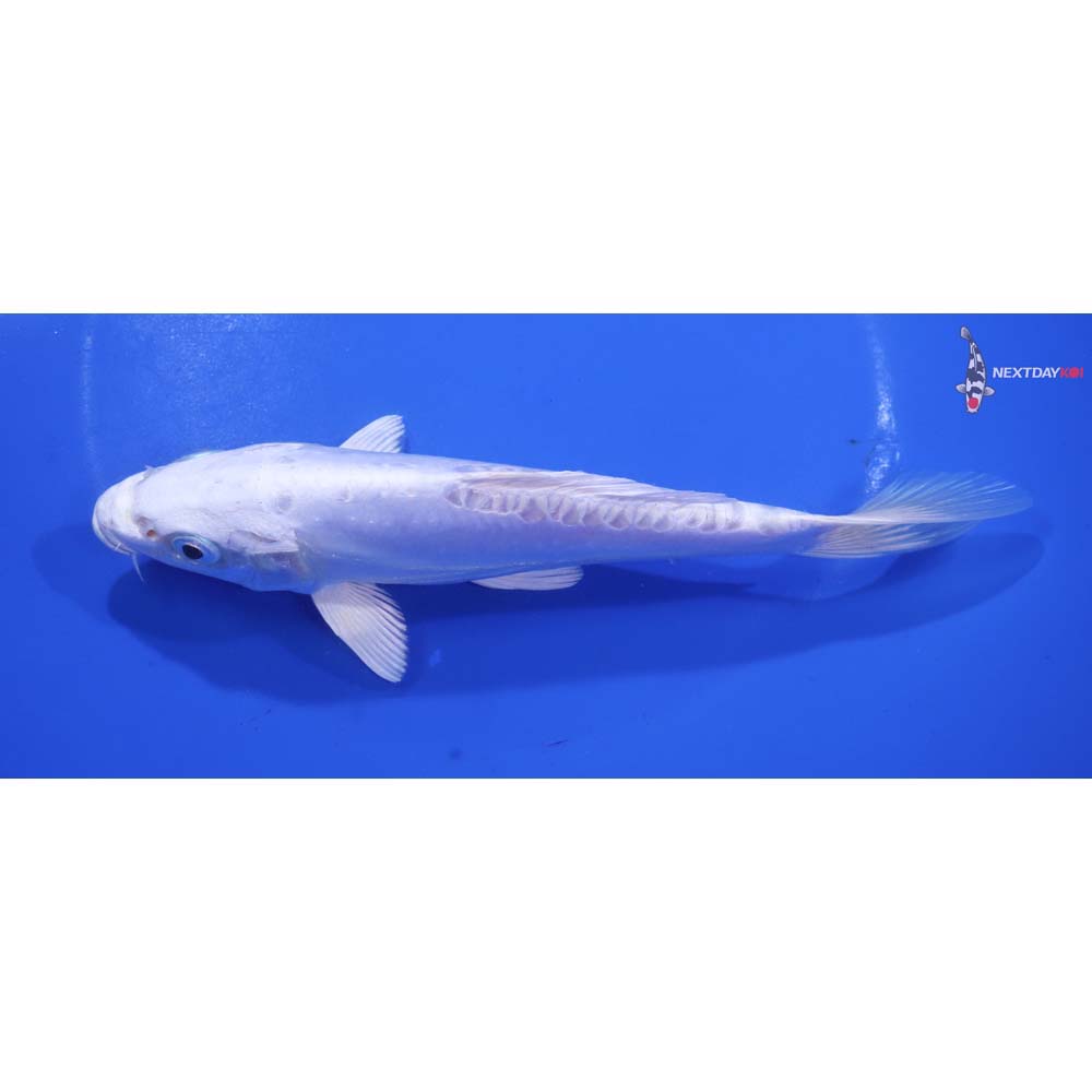 6.5” Imported Doitsu Platinum Ogon