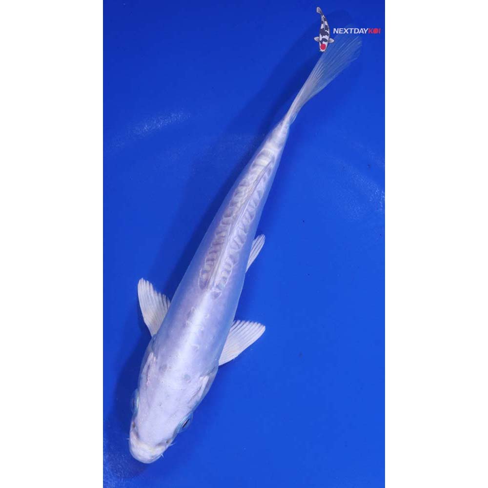 6.5” Imported Doitsu Platinum Ogon