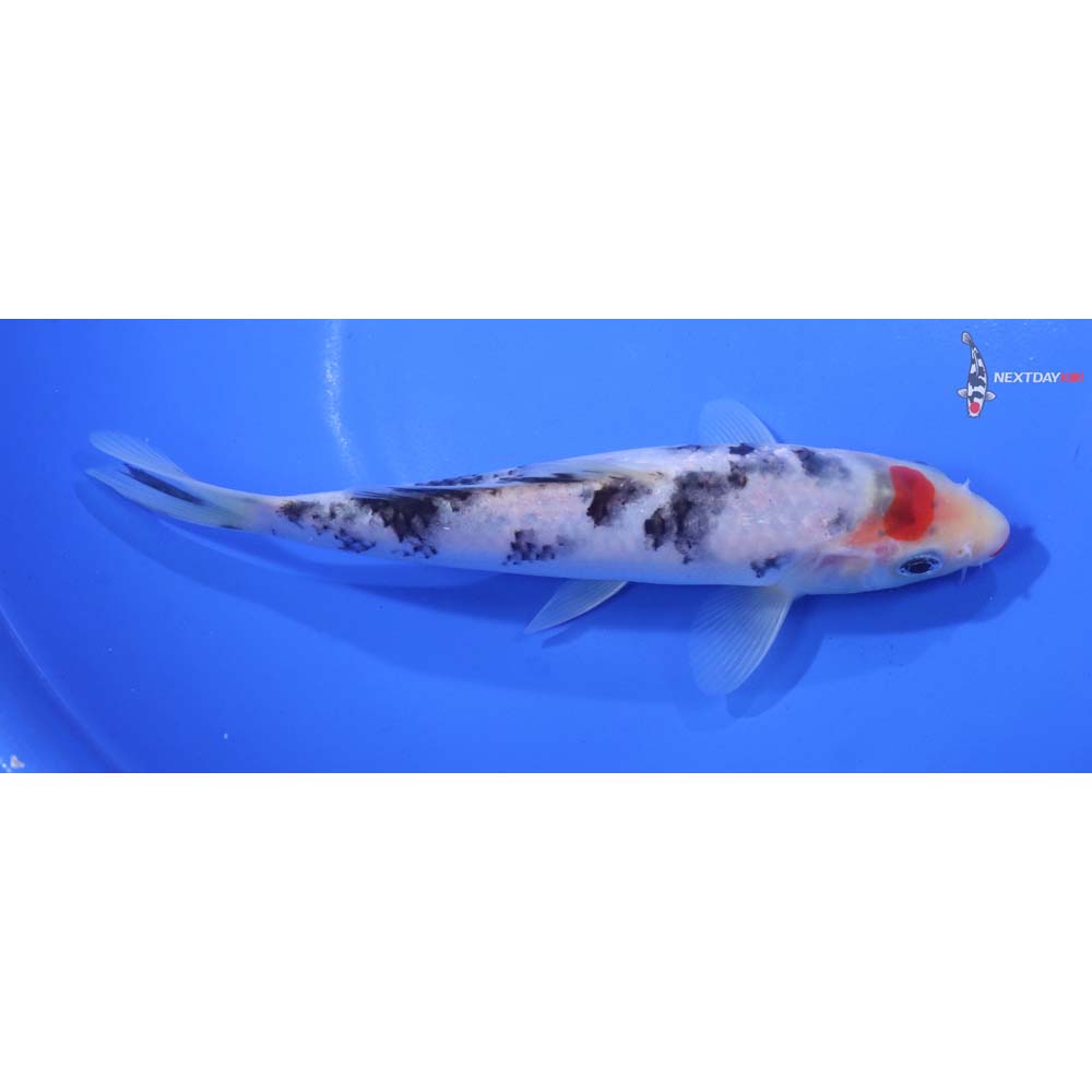 6.5” Imported Sanke