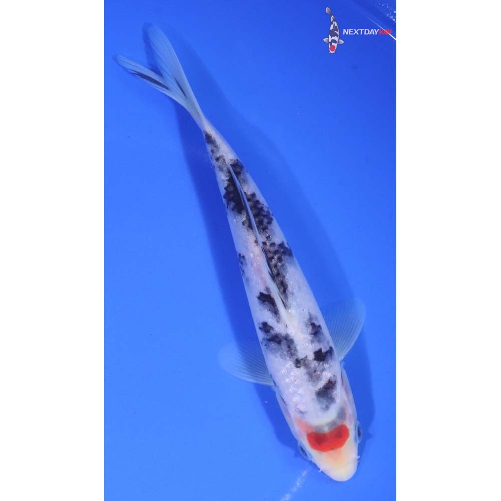 6.5” Imported Sanke