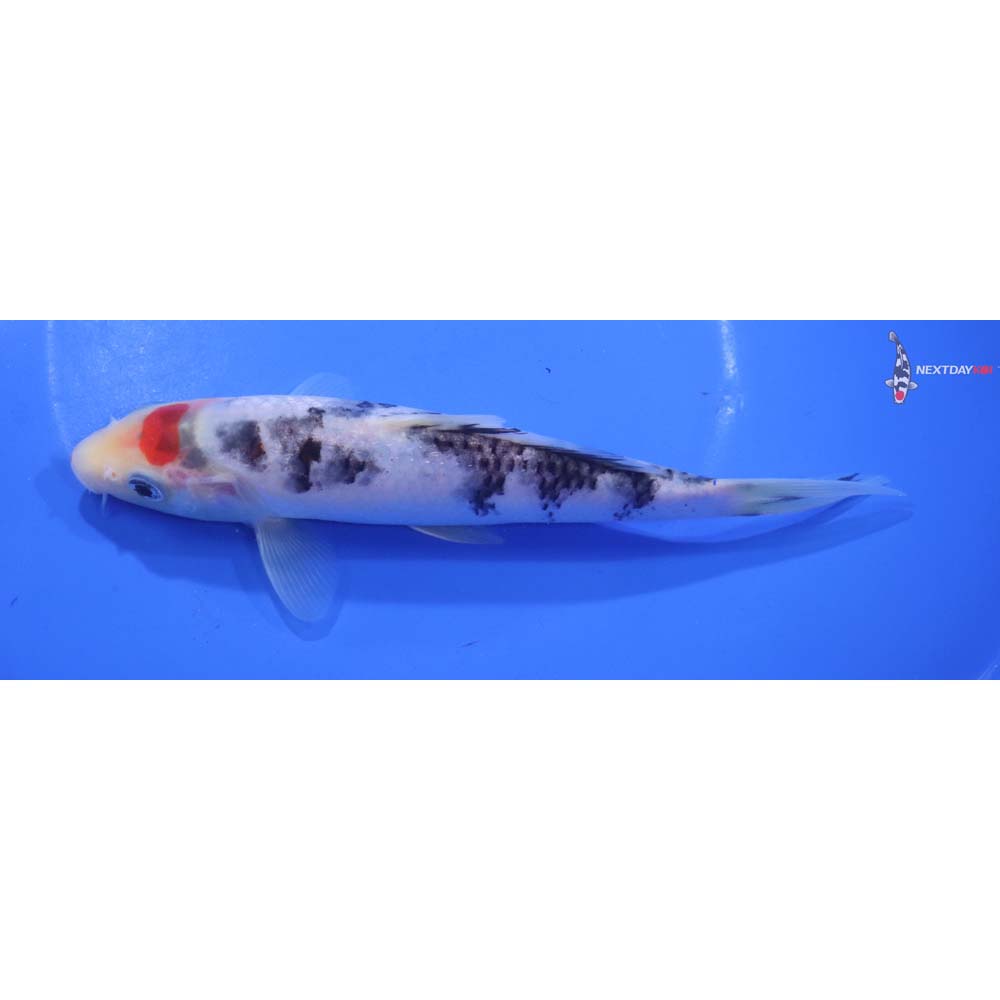 6.5” Imported Sanke