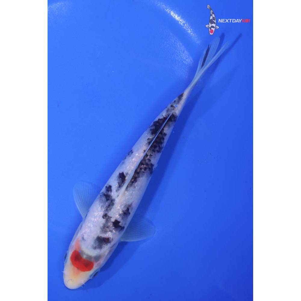 6.5” Imported Sanke