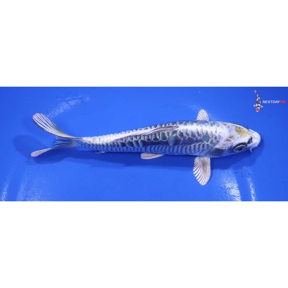 6” Imported Kin Kikokuryu