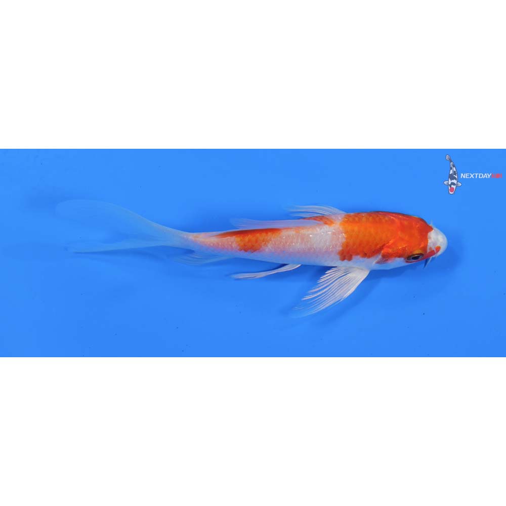 5” Imported Hariwake Butterfly Koi