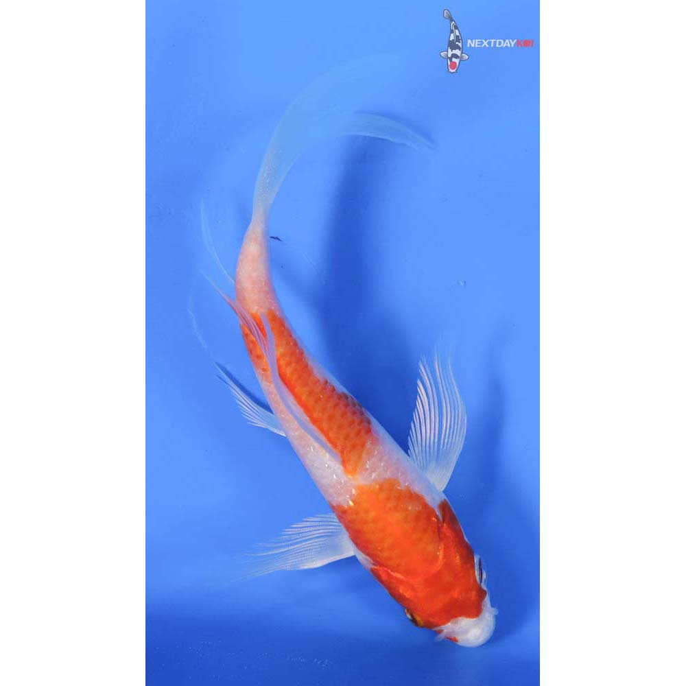 5” Imported Hariwake Butterfly Koi