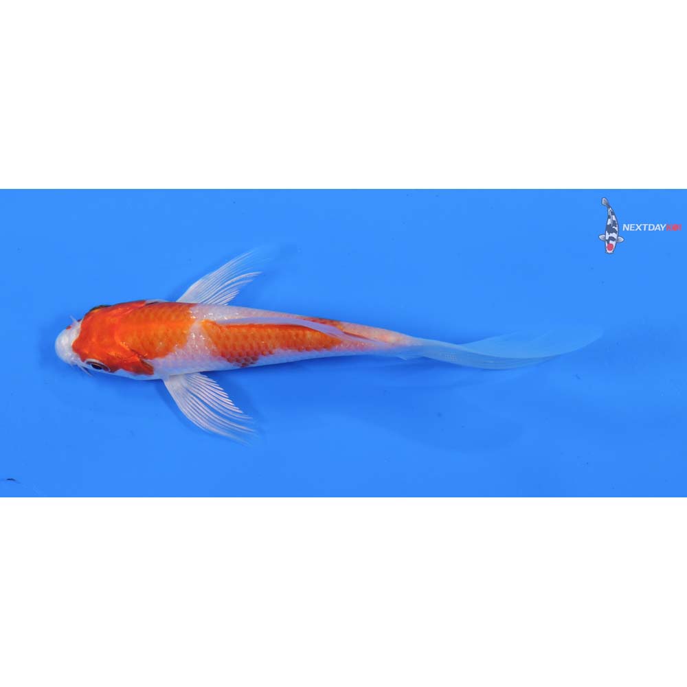 5” Imported Hariwake Butterfly Koi