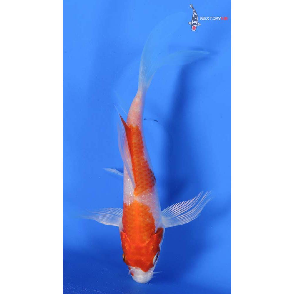 5” Imported Hariwake Butterfly Koi