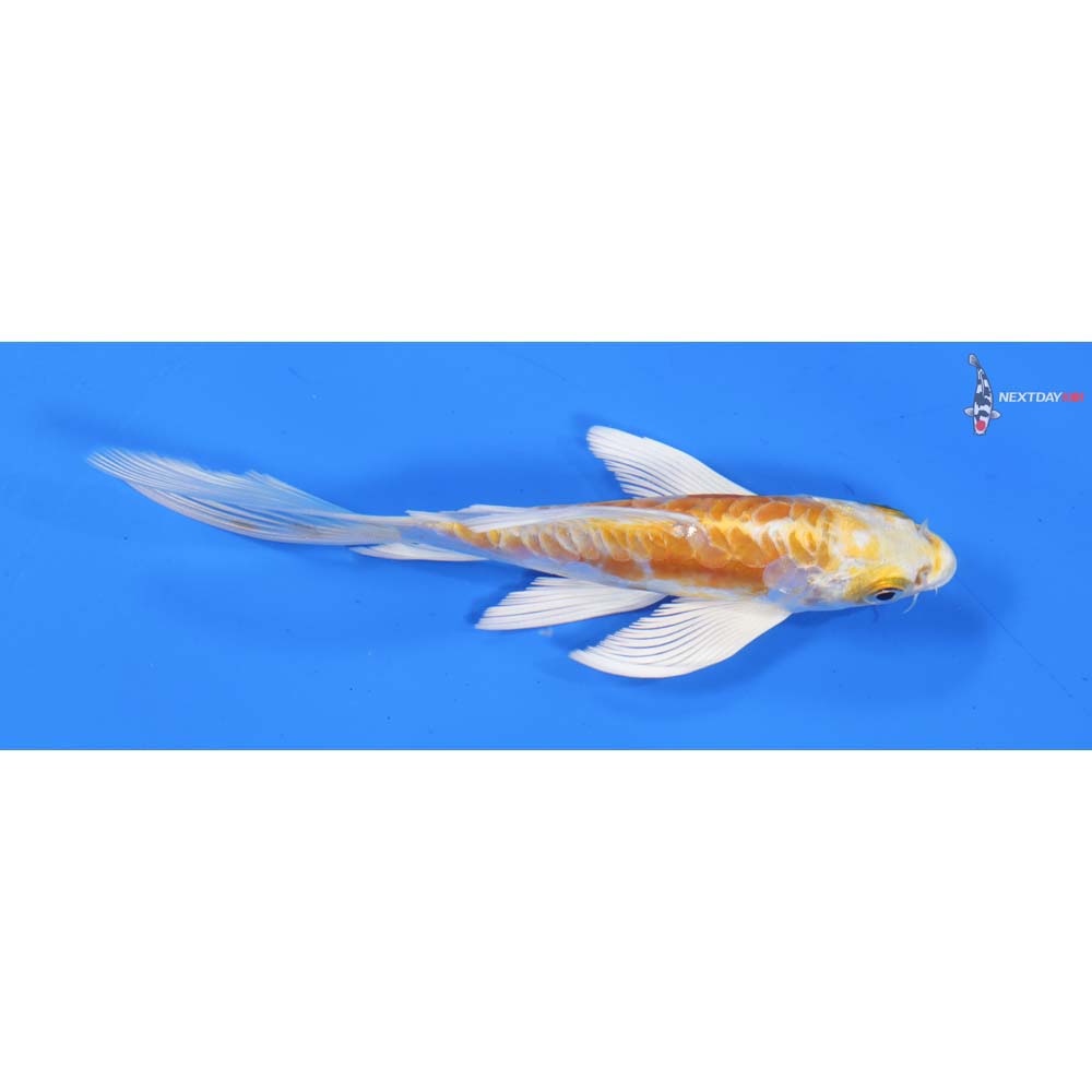 5” Imported Doitsu Lemon Hariwake Butterfly Koi