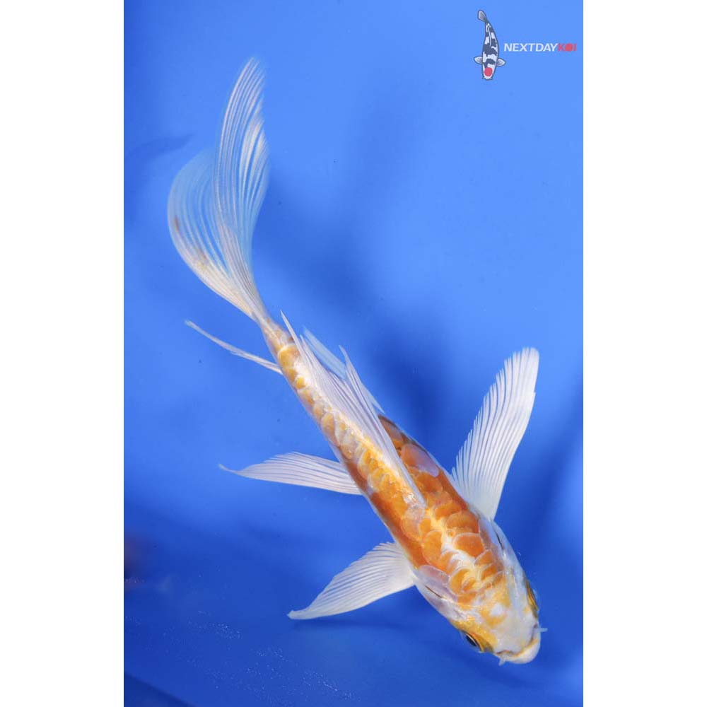 5” Imported Doitsu Lemon Hariwake Butterfly Koi