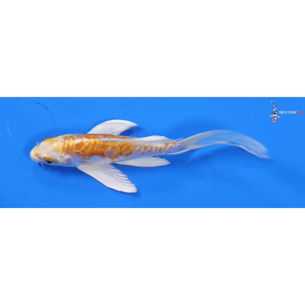 5” Imported Doitsu Lemon Hariwake Butterfly Koi