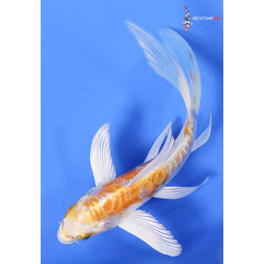 5” Imported Doitsu Lemon Hariwake Butterfly Koi
