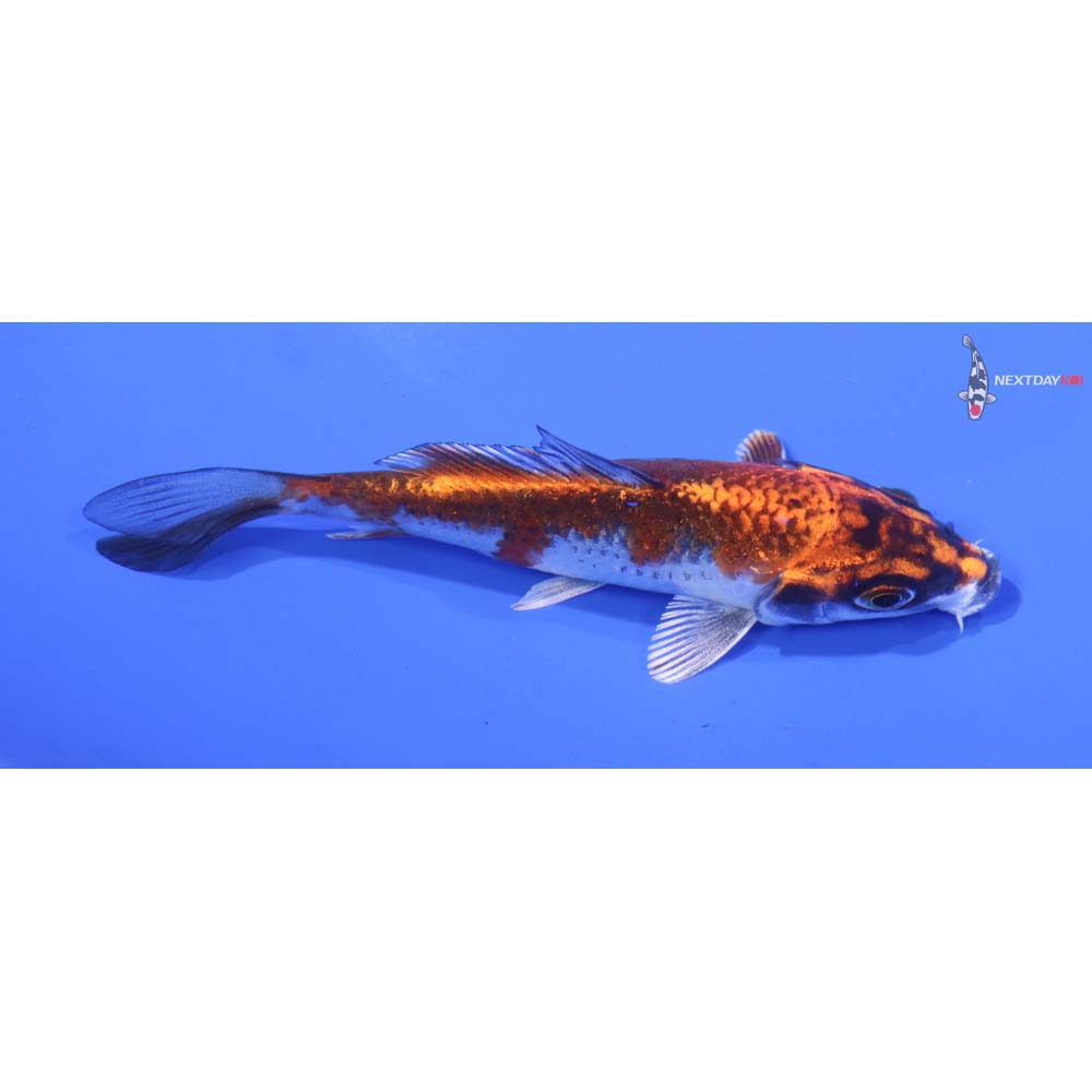 4” Imported Kujaku