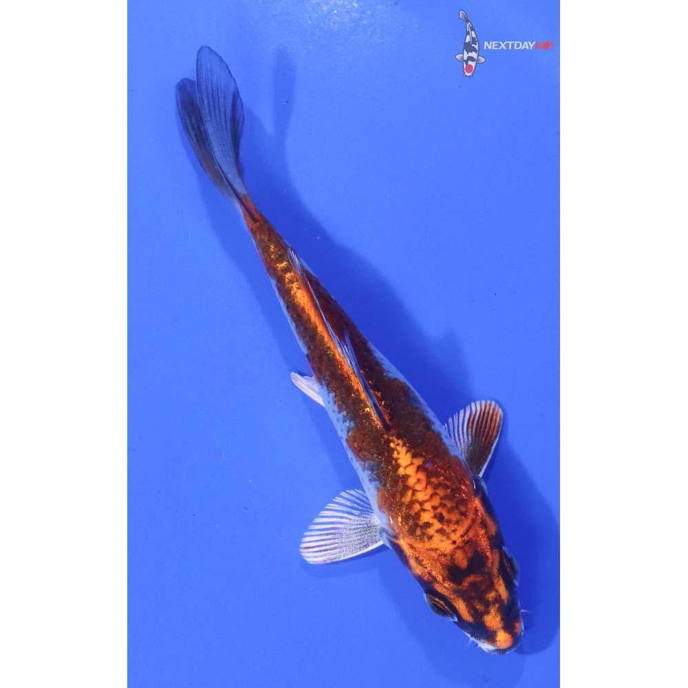 4” Imported Kujaku