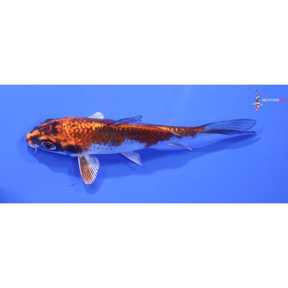 4” Imported Kujaku