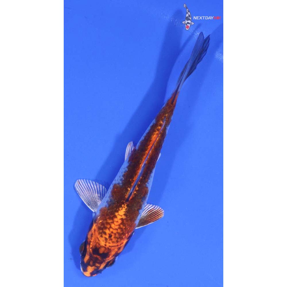 4” Imported Kujaku