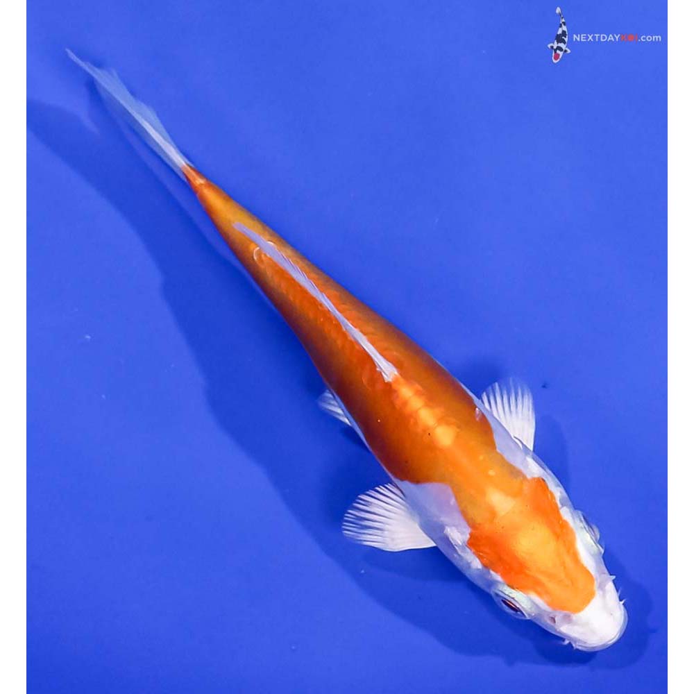 4.5” Imported Kikusui