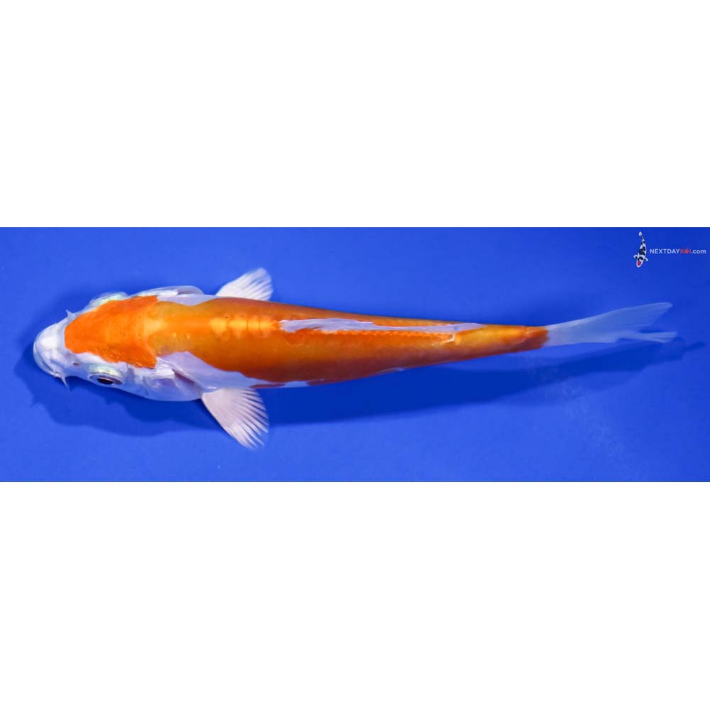4.5” Imported Kikusui