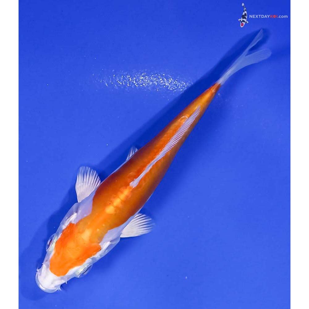 4.5” Imported Kikusui
