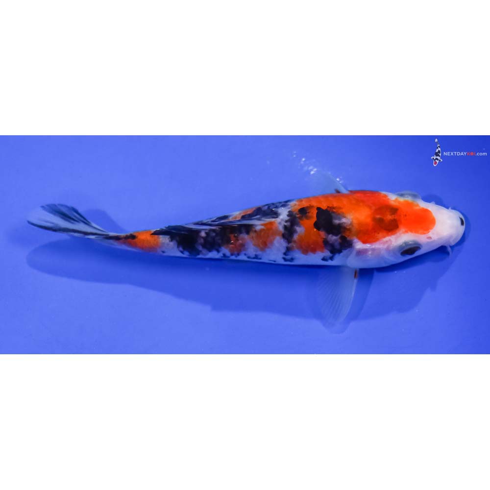 5” Imported Sanke