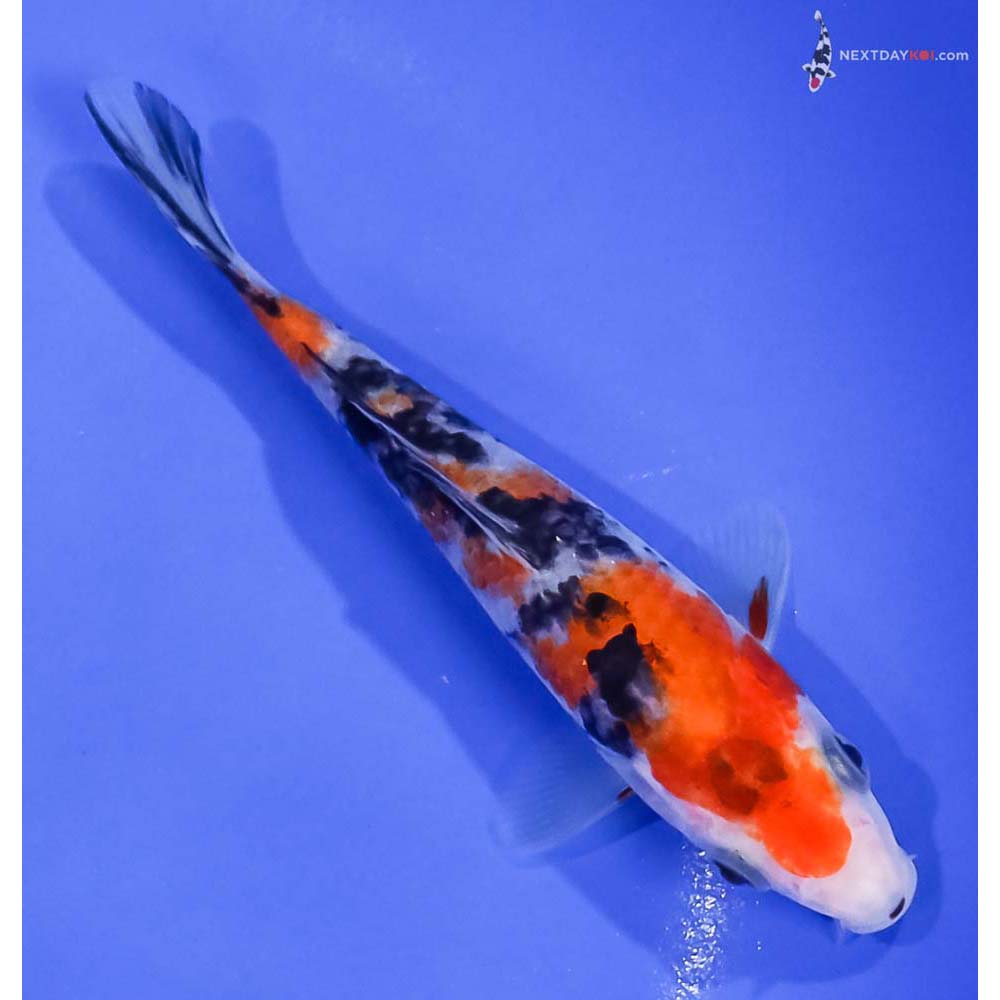 5” Imported Sanke