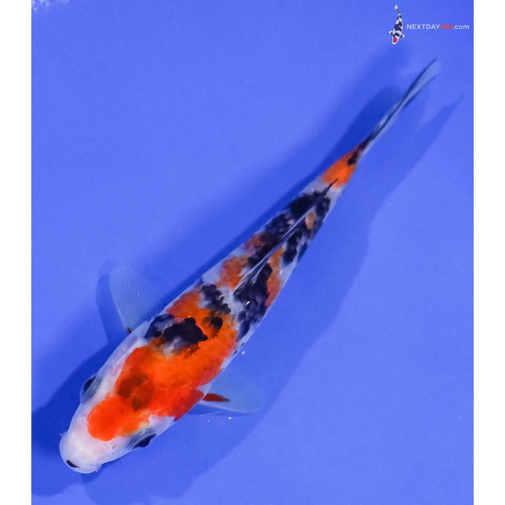 5” Imported Sanke