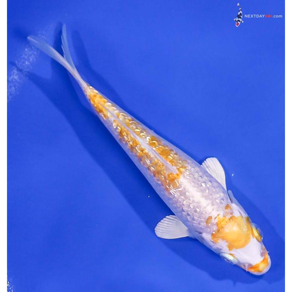 5.5” Imported Gin Rin Lemon Hariwake