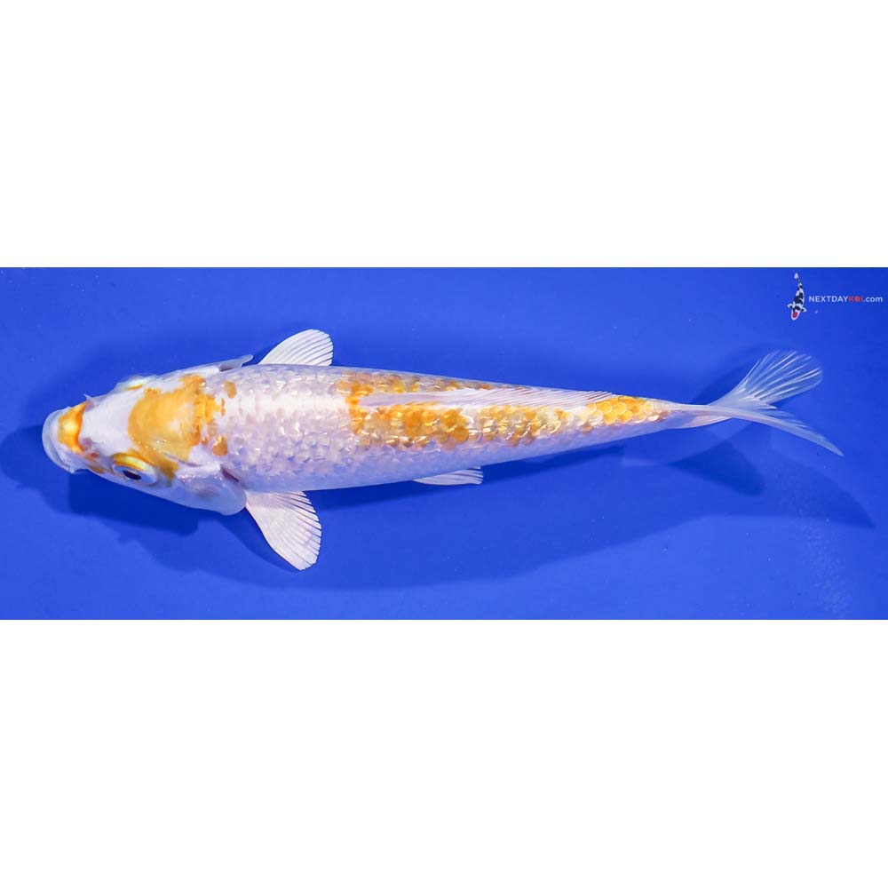 5.5” Imported Gin Rin Lemon Hariwake