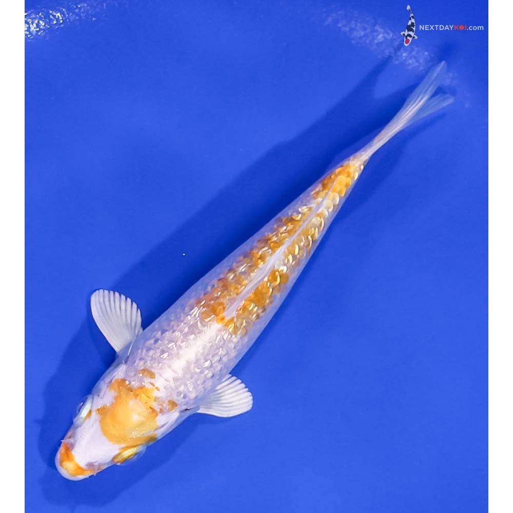 5.5” Imported Gin Rin Lemon Hariwake