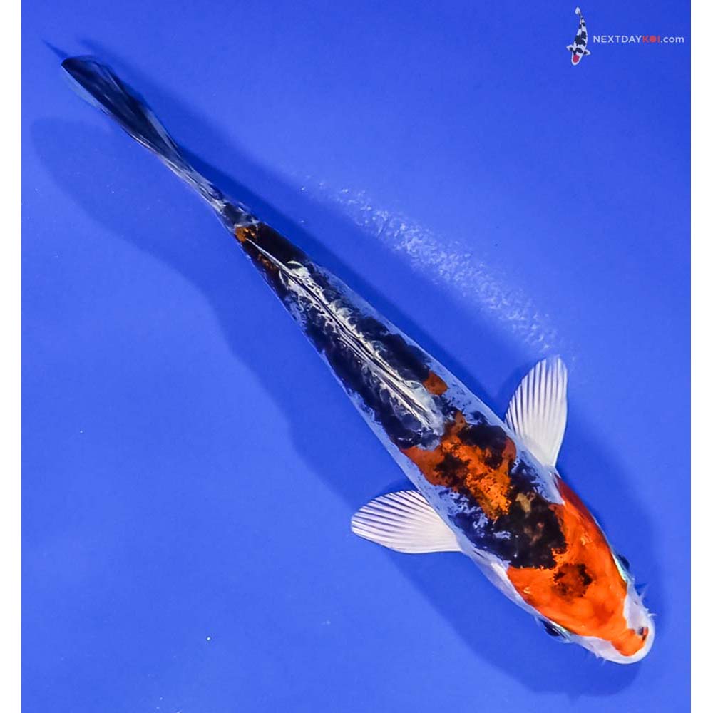 5.5” Imported Kin Kikokuryu
